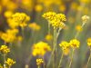 Cura naturala pentru colesterol, antidotul pentru stres anxietate si psoriazis într-o sticlă: Uleiul esential de Helycrisum