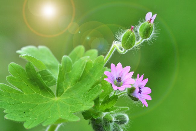 Încântă-ți simțurile și întreține-ți frumusețea cu uleiul esențial de geranium