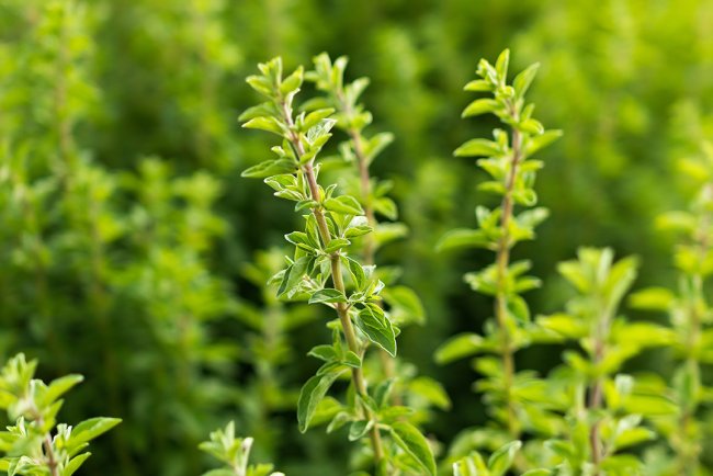 Tratament cu ulei esențial de oregano, panaceu pentru toate afecțiunile respiratorii și nu numai