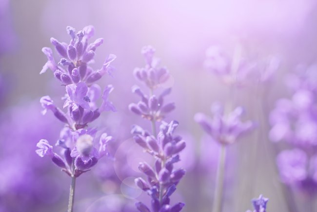 Remedii naturale pentru un somn odihnitor: Uleiul esențial de lavandă: beneficii uluitoare pentru corp și minte
