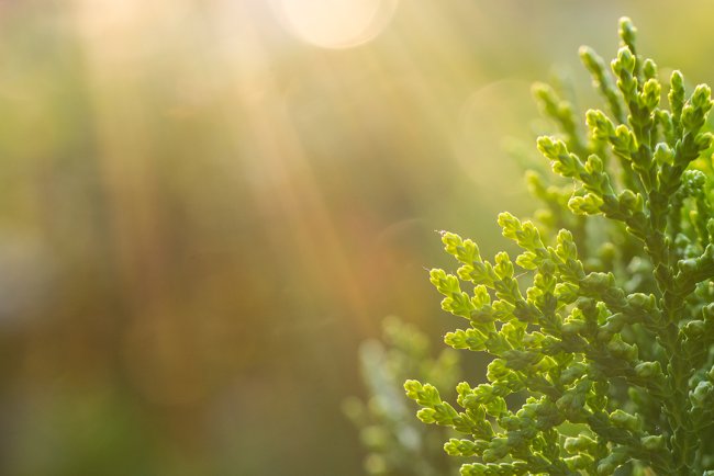 Remedii naturale pentru streptococ în gat. Vindecând prin puterea naturii - ulei esențial de arbovitae Doterra