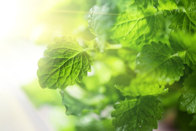 Cure și Remedii naturale pentru Ceata mentala, Dureri de cap și migrene: Treci la Relaxare și împrospătare cu ulei esențial de mentă