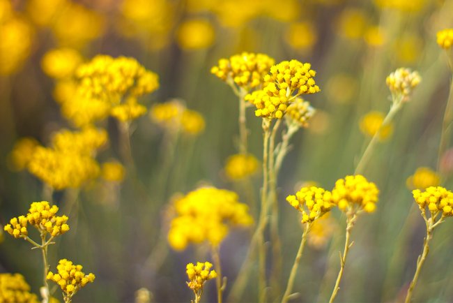 Cura naturala pentru colesterol, antidotul pentru stres anxietate si psoriazis într-o sticlă: Uleiul esential de Helycrisum
