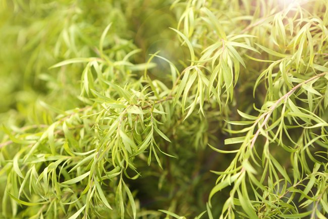 Scapă de Erupții Cutanate sau Eczeme: Secretele binefacerilor arborelui de ceai: Remedii cu dōTERRA Melaleuca