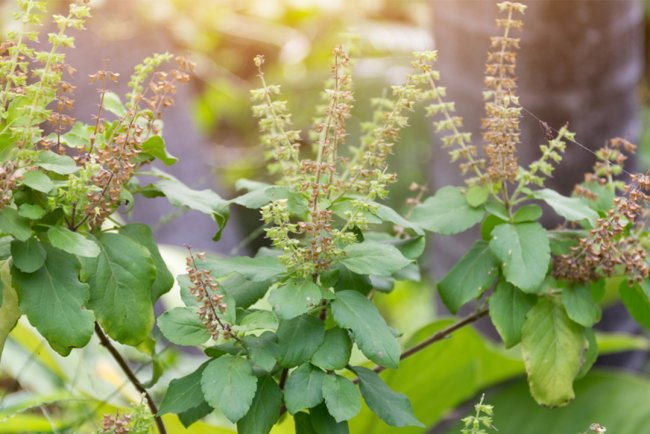 Remediu natural pentru dureri de urechi si nu numai: Bucură-te de relaxare și echilibru cu uleiul esențial de busuioc