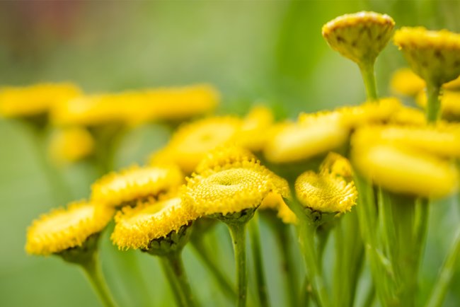 Remediu natural pentru anxietate: De ce ar trebui să incluzi uleiul esențial de mușețel albastru în rutina ta de sănătate