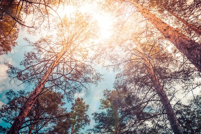 Remediu natural pentru insomnie și nu numai! - ulei esențial de lemn de cedru