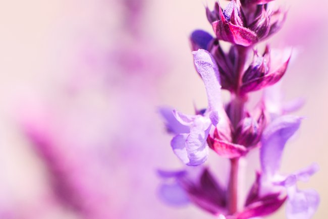 Remediu natural contra durerilor menstruale: spune adio durerilor menstruale cu acest ingredient magic: Uleiul esențial de salvie