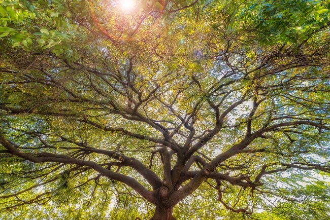 Remediu natural pentru calmarea stresului și anxietății cu ulei esențial de copaiba