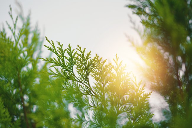 Soluția naturală pentru sinusuri și căile respiratorii sănătoase: Uleiul esențial de chiparos un remediu prețios la îndemâna oricui