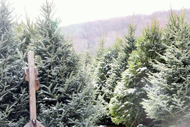 Remediu natural pentru stres, anxietate si dureri de cap: Uleiul esențial de brad douglas