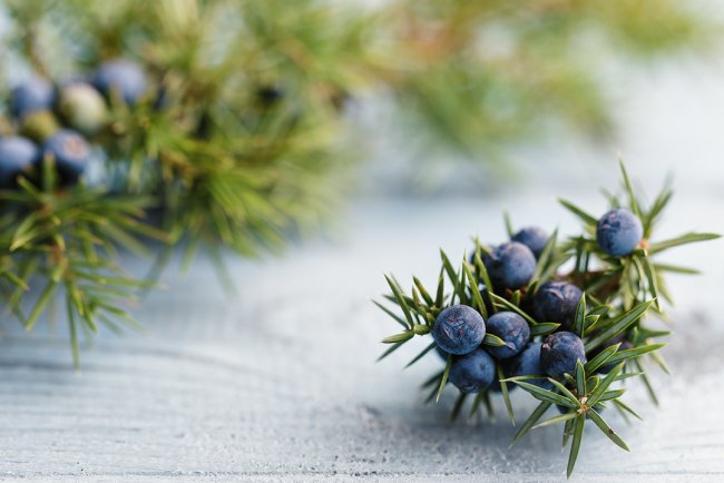 Afecțiuni ale tractului urinar? Încearcă terapia cu ulei de Ienupăr