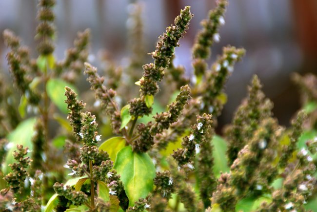 Trucuri uimitor de eficiente pentru un ten neted și strălucitor cu ulei esențial de patchouli