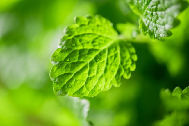 Picioarele sănătoase și frumoase cu rețete miraculoase pe bază de Ulei Esențial de Roiniță: Remedii naturale pentru varice și probleme capilare