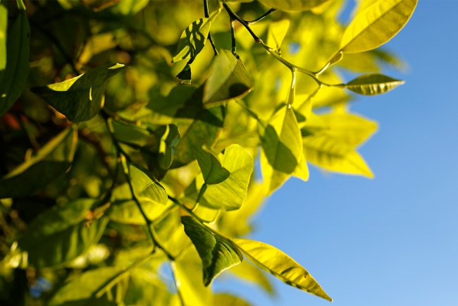 Tratament revoluționar pentru convulsii și spasme: Descoperă puterea uleiului esențial de Petitgrain