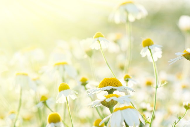 Miracol natural: Uleiul esențial de mușețel roman - remediu eficient împotriva înțepăturilor de albine sau viespe