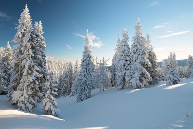 Remedii naturale cu ulei esențial de brad siberian: combaterea eficientă a virușilor!