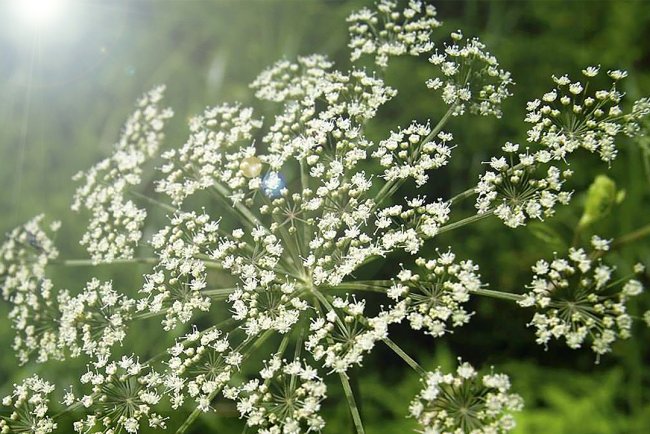 Cura pentru stimularea libidoului: Ulei esențial de nard | Nardostachys jatamansi