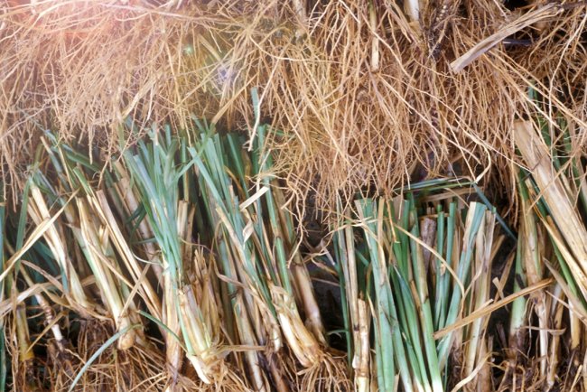 Remedii naturale pentru scăderea tensiunii arteriale: Ulei esențial de Vetiver | Doterra