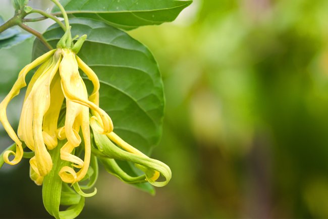Cum întreții o coafura par lung și buclele? Ulei esențial de Ylang Ylang | dōTERRA