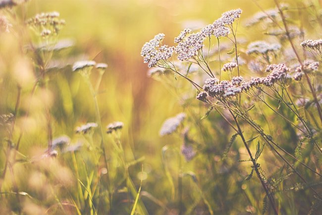 Revoluționarul amestec de coada șoricelului cu rodie: secretul combaterea rezistenței la insulină și prevenirea diabetului de tip 2