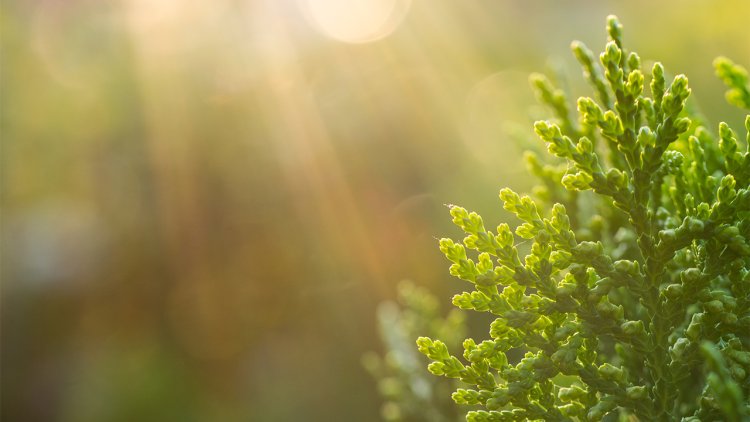 Remedii naturale pentru streptococ în gat. Vindecând prin puterea naturii - ulei esențial de arbovitae Doterra
